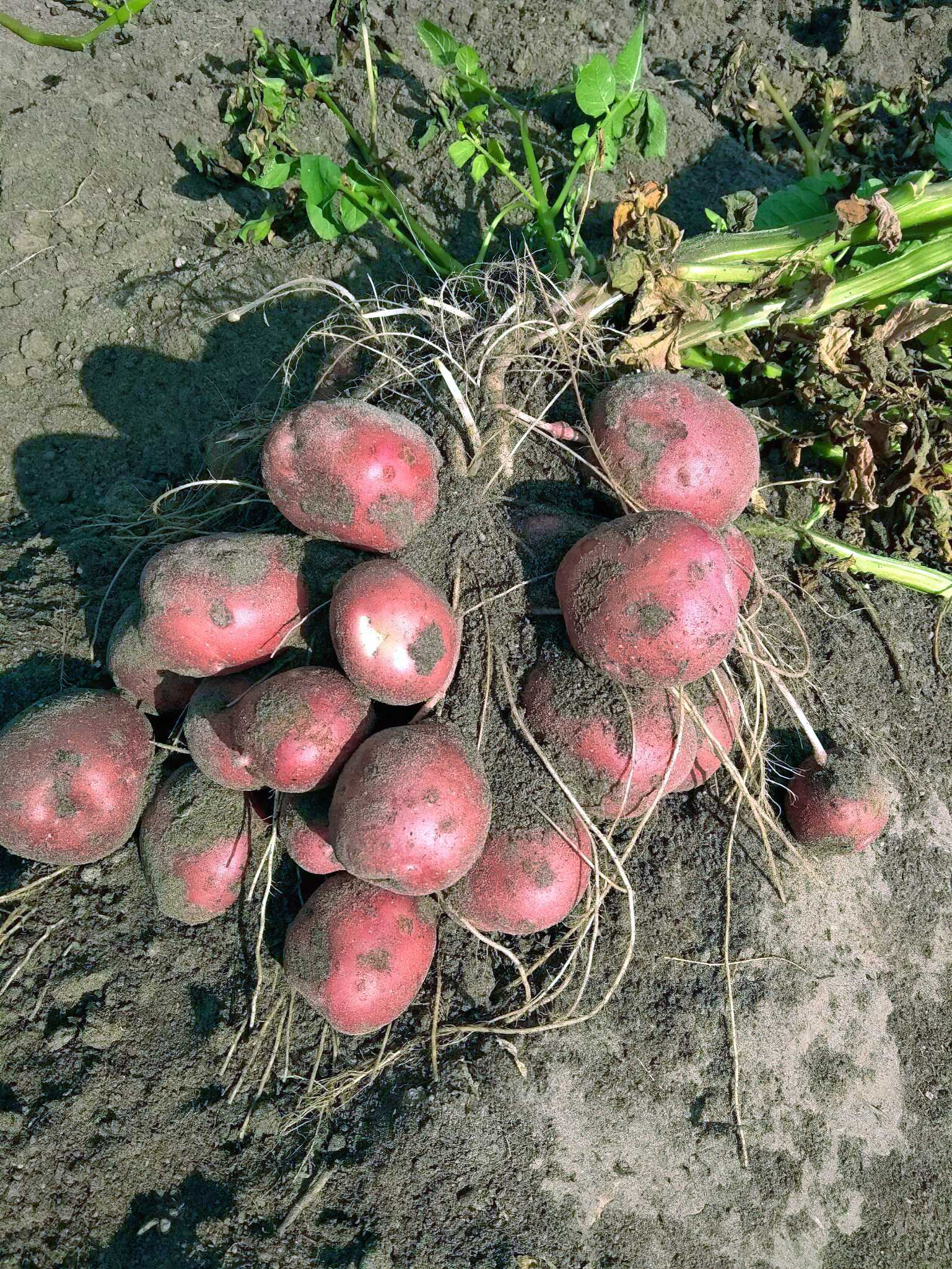 Заголовок