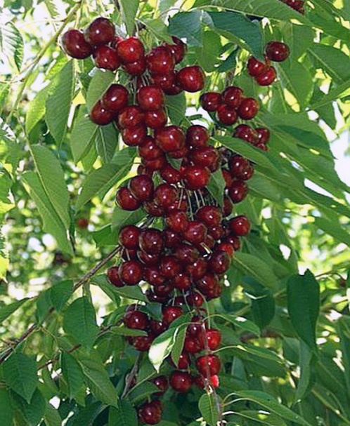 <strong><span style="font-style: italic;">Краще підходить для сучасного формату саду</span></strong>